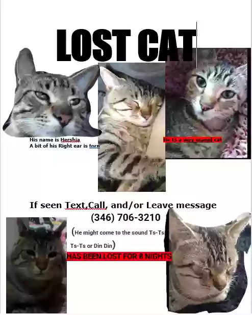 /lostandfound/images/lnfpets/original/171229_8263_Hershia lost.webp